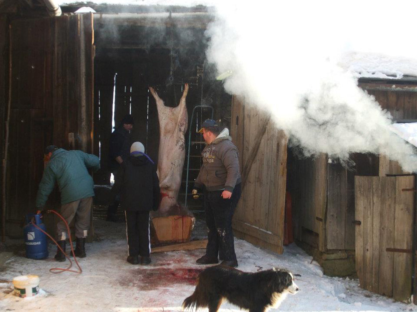 HogHarvestIveta DzubriakovÃ¡ KundrÃ¡tovÃ¡ (3)